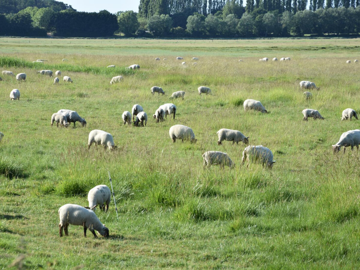 Gîte plain-pied face à l'estuaire, baie du Mt-St-Michel - Photo 17