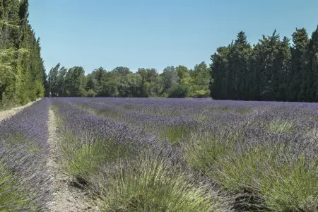 Maison 8 personnes avec piscine à Saint-Saturnin-lès-Avignon : photo 28