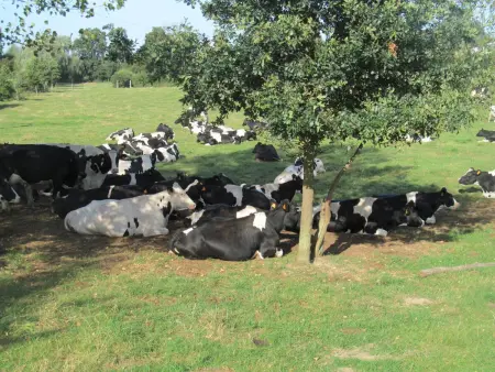Gîte 12 pers. à la ferme avec jardin 1000m² : photo 5