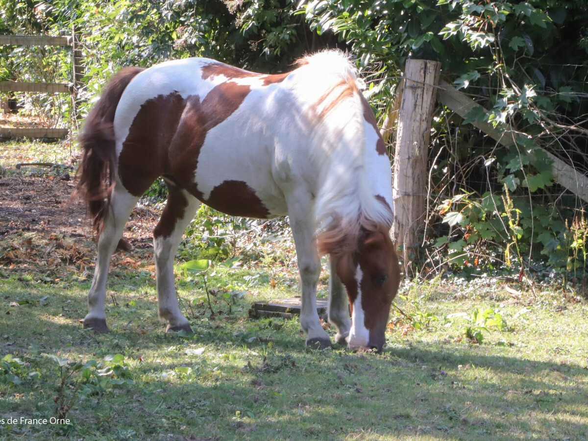 Maison indépendante Marchainville, jardin clos, 4 pers. - Photo 4