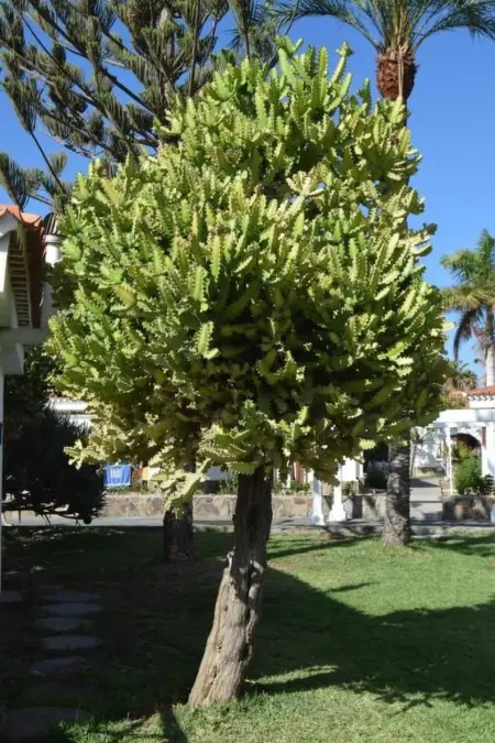 Bungalow 1 chambre avec 3 piscines à Maspalomas : photo 19