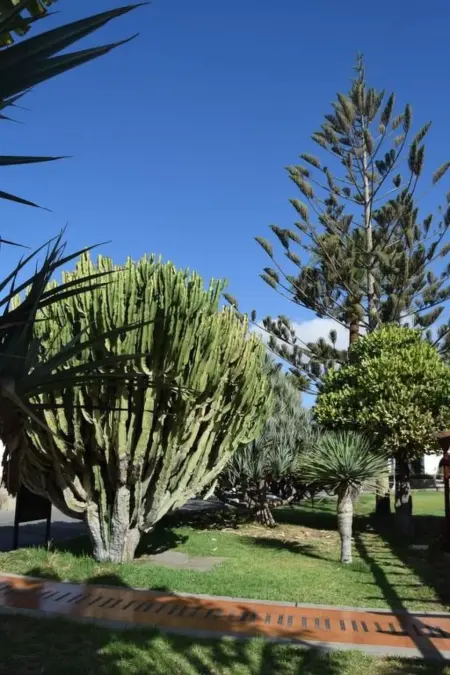 Bungalow 1 chambre avec 3 piscines à Maspalomas : photo 21