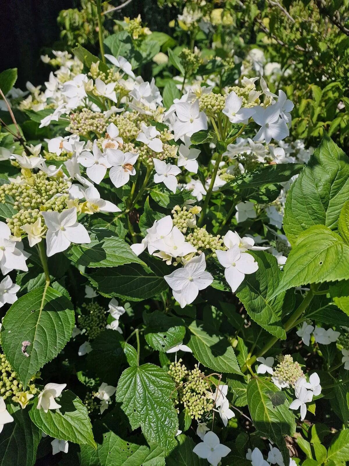 Villa piscine chauffée, sauna et jacuzzi à Hamois - Photo 65
