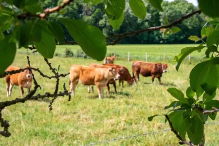Manoir avec jardin clos et terrasse à Beaumont-en-Véron : photo 16