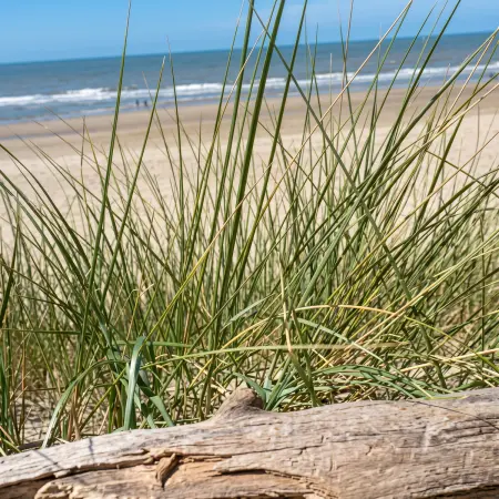 Bungalow avec jardin clôturé à Bredene, proche de la plage : photo 4