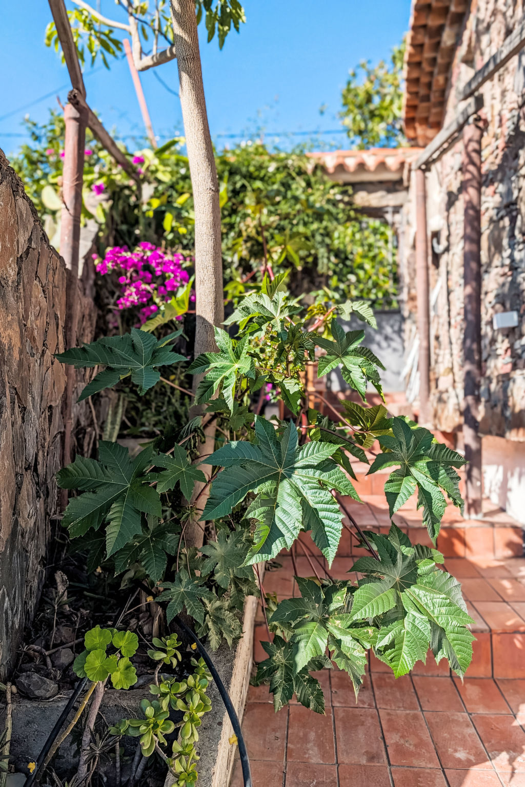 Finca Luz de Palmera – Maison 5 chambres, vue montagnes - Photo 5
