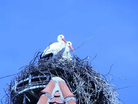 Gîte alsacien XVIIIe siècle à Ammerschwihr, 4 pers. - Photo 10