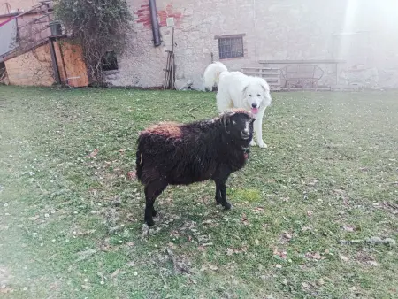 La Capanna, maison 300 ans en Chianti Classico : photo 48