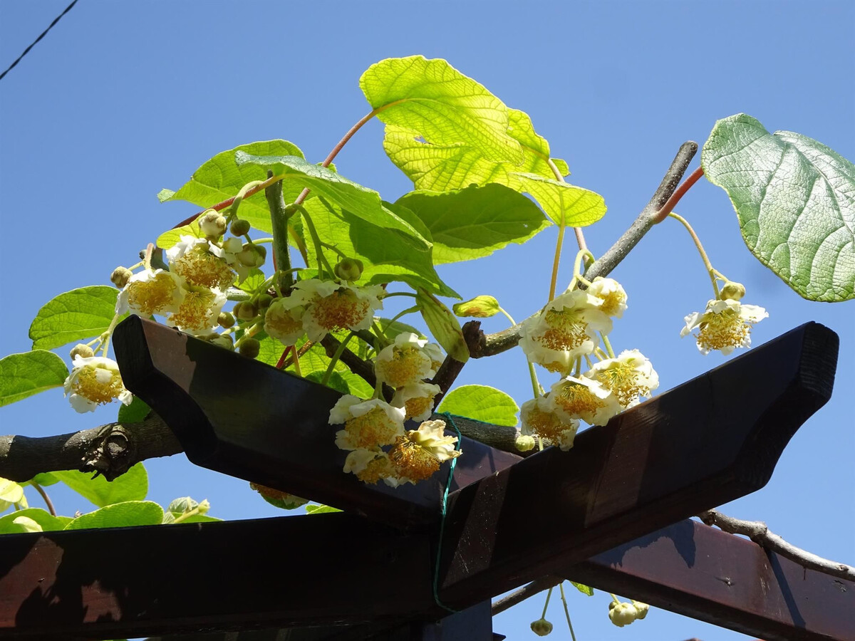 Les Quatre Saisons – Gîte 5 pers. à Colmar - Photo 32