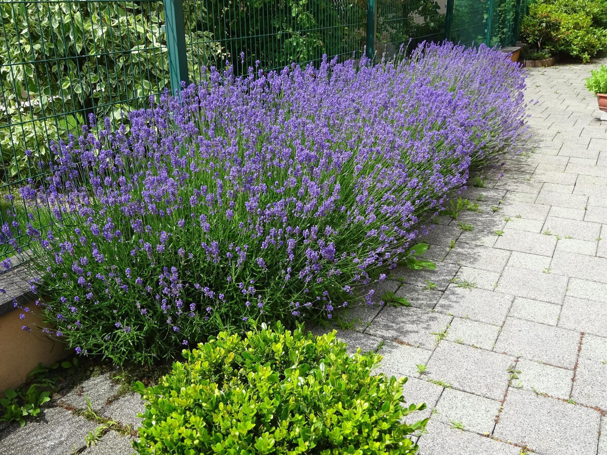 Les Quatre Saisons – Gîte 5 pers. à Colmar - Photo 33