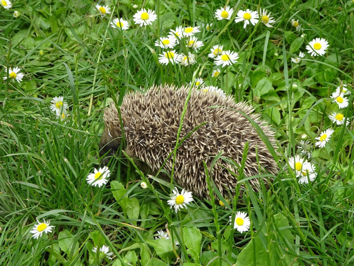 Les Quatre Saisons – Gîte 5 pers. à Colmar - Photo 35