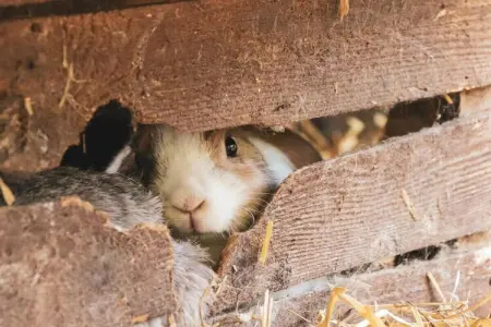 Kaiser Alexander – Maison 4 pers. à Nals avec balcon jardin : photo 17
