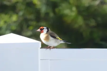 Maison plain-pied rénovée 4 pers., jardin et terrasse : photo 5