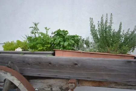 Appartement Abendrot à Kuens, balcon sud avec vue Merano : photo 21