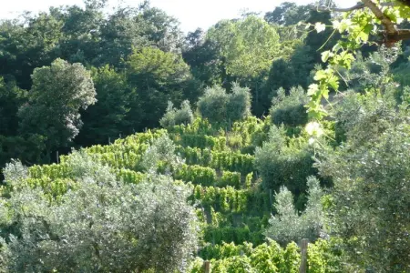 Maison vignoble avec piscine, Montecatini Val di Cecina : photo 11