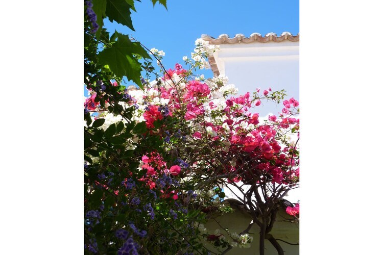 Casa Aloe, maison 5 chambres jardin subtropical - Photo 4