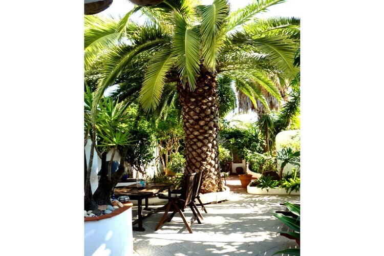 Casa Aloe, maison 5 chambres jardin subtropical - Photo 5