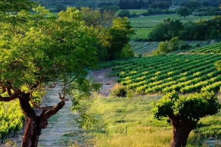 54043, Domaine de Monteils - Photo 28