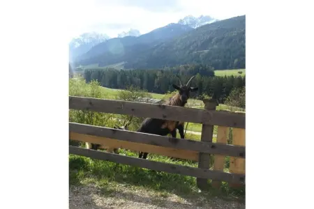 Maison de vacances à la ferme à Niederdorf : photo 8