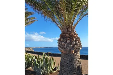 Villa El Paraiso à Playa Blanca, 3 chambres, piscine : photo 33
