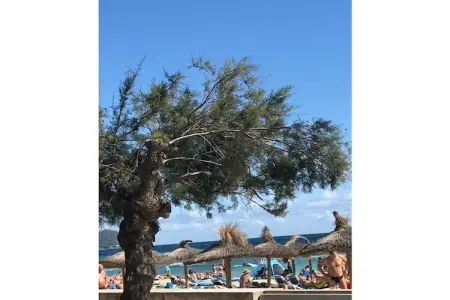 Maison 1 chambre à 600 m de la plage, Cala Millor : photo 22