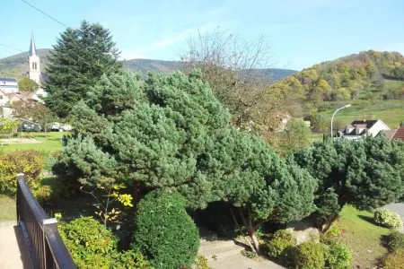 Gîte Bellevue à Breitenbach, vue sur les Vosges : photo 7