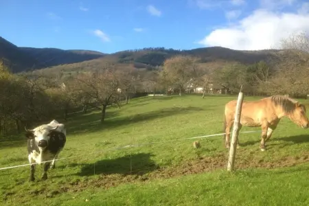 Gîte Bellevue à Breitenbach, vue sur les Vosges : photo 22