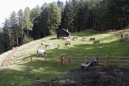 Radmuellerhof, maison de vacances à la ferme à Kiens : photo 12