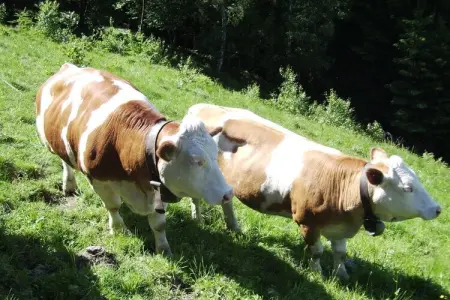 Radmuellerhof, maison de vacances à la ferme à Kiens : photo 14