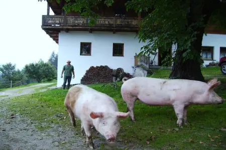 Radmuellerhof, maison de vacances à la ferme à Kiens : photo 15
