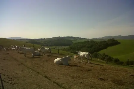 Gîte avec lac privé et piscine en Toscane : photo 17