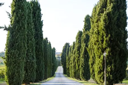 Vigna Bassa, maison dans les vignes biologiques de Crespina : photo 6