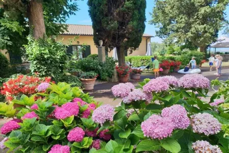 Villa Elena à Guardistallo, maison 4 pers. avec piscine : photo 4