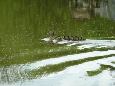 Gîte de Pêche du Lieu Sorbier à Bourbon-l'Archambault : photo 19