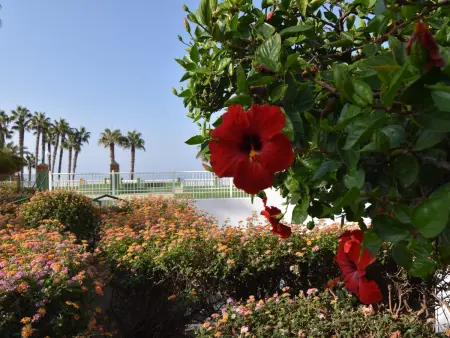 Studio Europa en front de mer à Torrox : photo 17