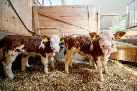 Ferme Braunhof XVe siècle à Völs am Schlern : photo 14