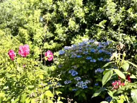 Maison 6 pers. à Lomener avec jardin arboré : photo 23
