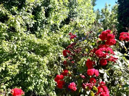 Maison 6 pers. à Lomener avec jardin arboré : photo 24