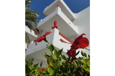 Maison 1 chambre à 600m de la plage à Cala Millor : photo 8
