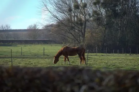 Hoefke Voort, Hoefke Voort – Ferme paisible en Hesbaye pour 12 personnes - Photo 27