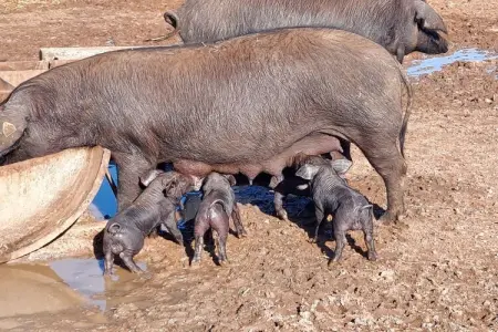 Finca 8 personnes avec piscine d'eau salée à Ses Salines : photo 38