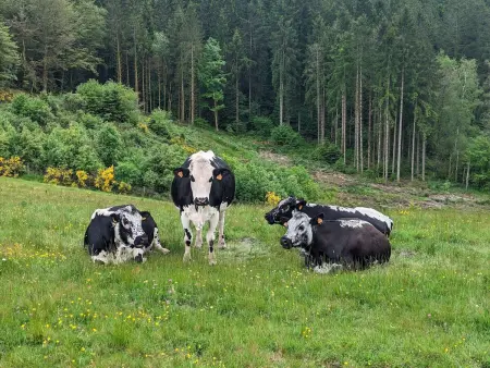 Ferme authentique en montagne - max pers., Gite 8 personnes à Girmont Val d'Ajol - Photo 2
