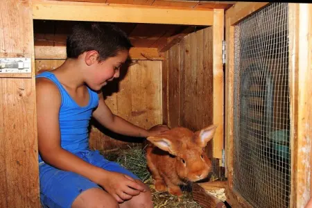 Ferme biologique avec animaux à St. Andrä bei Brixen : photo 15