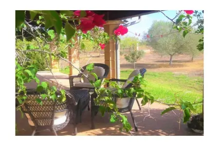 Finca avec piscine et verger à Campos : photo 15
