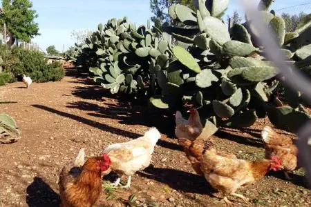 Finca avec piscine et verger à Campos : photo 23