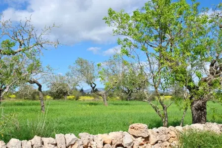 Finca avec piscine et verger à Campos : photo 37
