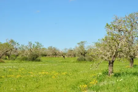 Finca avec piscine et verger à Campos : photo 38