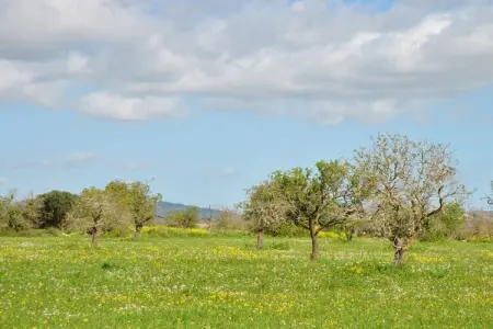 Finca avec piscine et verger à Campos : photo 39