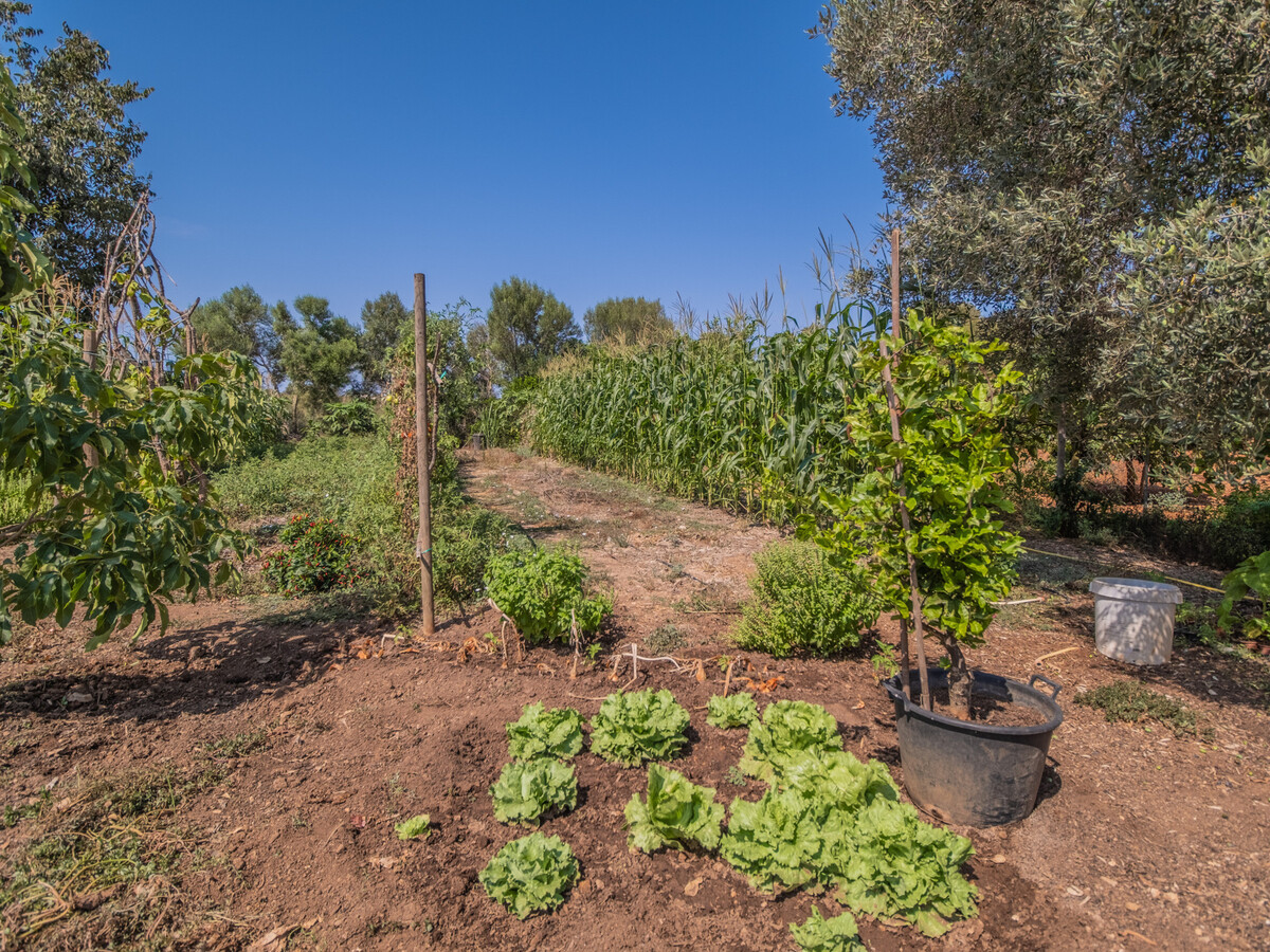 Can Llorenç - Gîte 8 pers. piscine à Cala Mendia - Photo 32