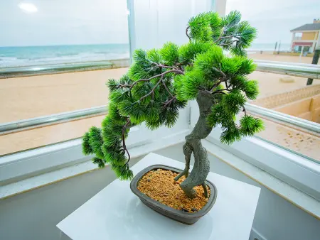 Appartement vue mer première ligne, La Mata - 4 pers. : photo 10